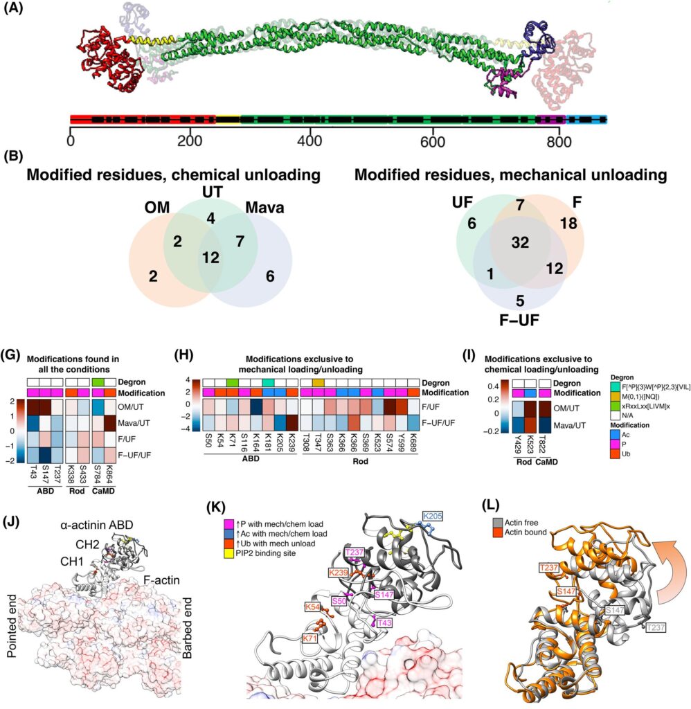Solís et al. (2023) FEBS J.